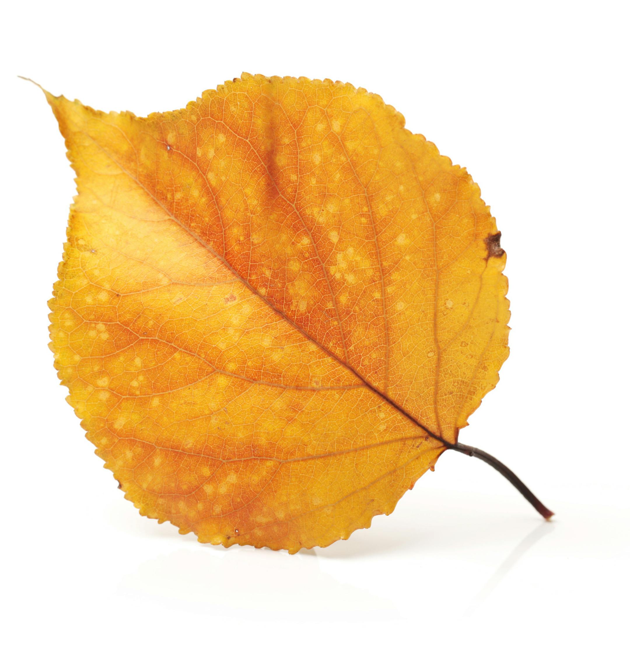 Autumn leaves on a white background