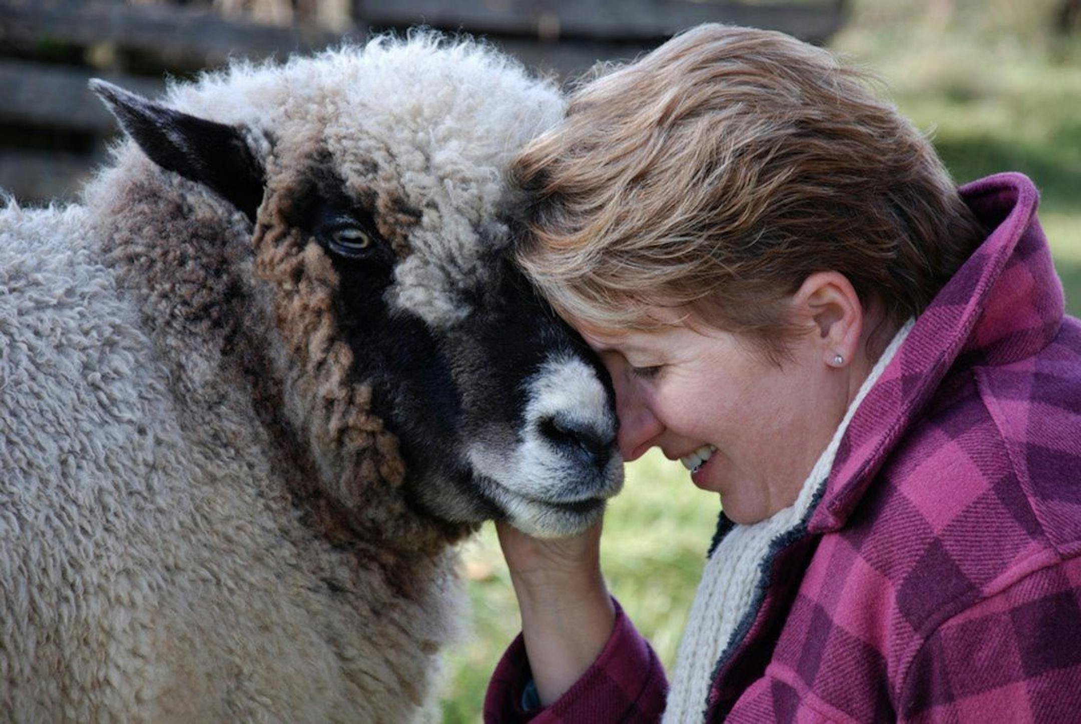 Catherine Friend, author of "Sheepish"