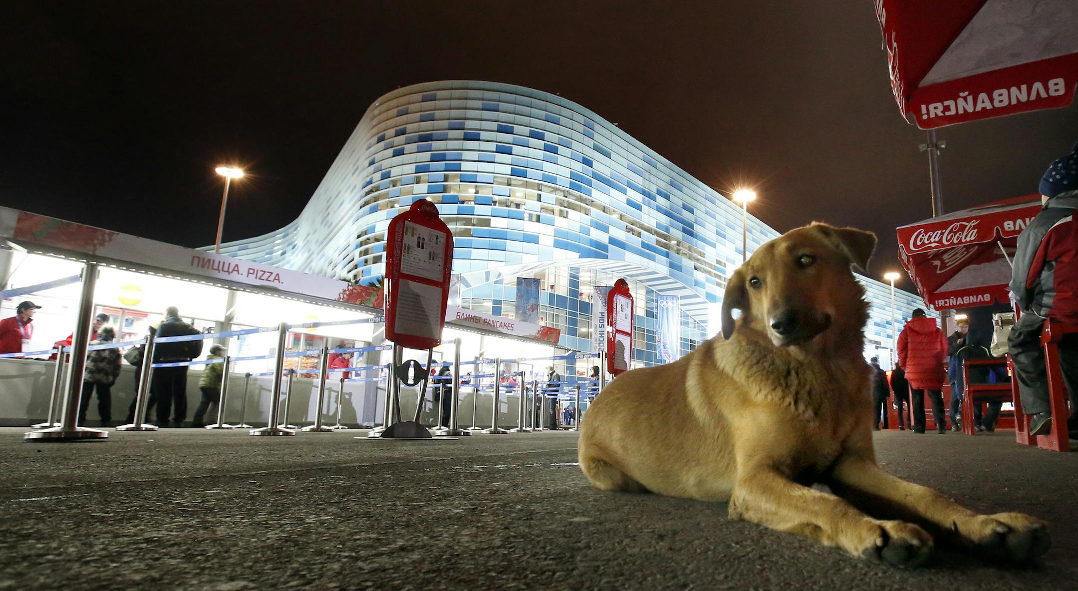 A stray dog sat in the concessions area outside of the Iceberg Skating Palace before a figure skating event on Thursday night. Opening ceremonies for the Sochi Winter Olympics are on Friday but some events began on Thursday. ] CARLOS GONZALEZ cgonzalez@startribune.com - February 6, 2013, Adler, Russia, Sochi 2014 Winter Olympics,