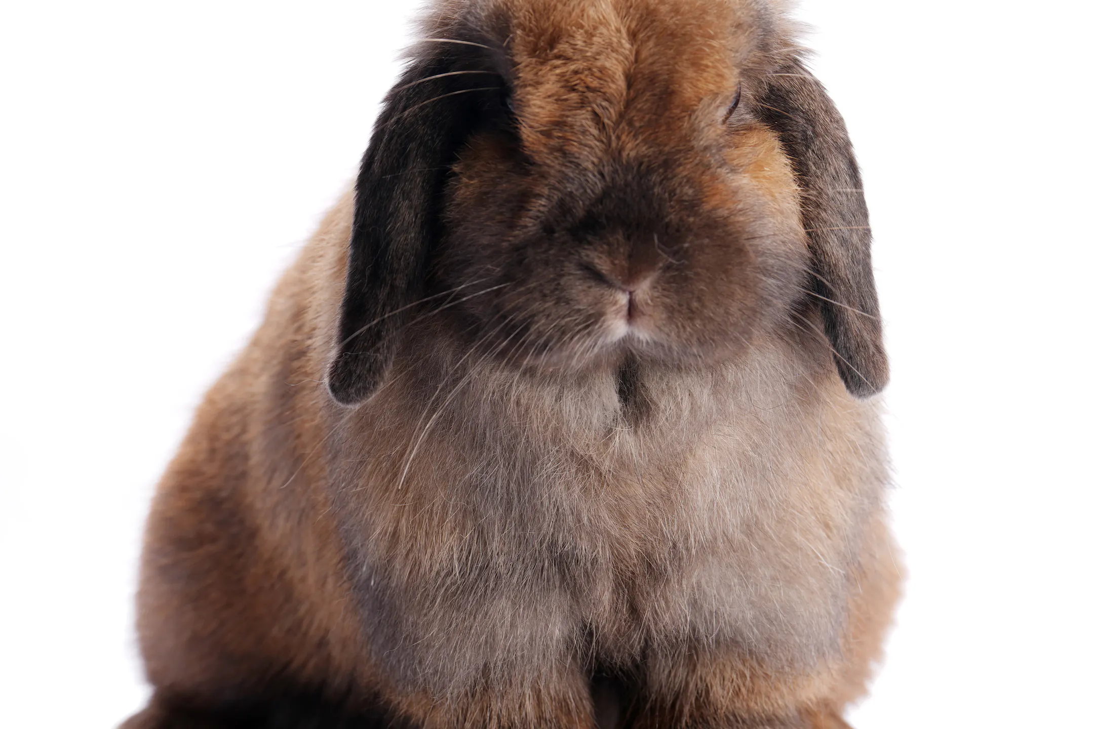 No State Fair Rabbits Portraits of Minnesota State Fair rabbits