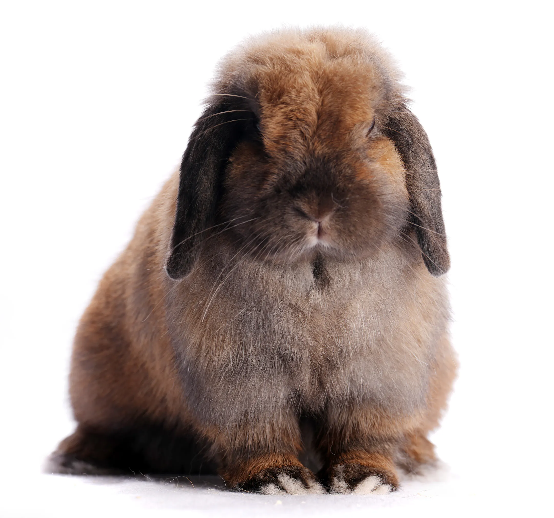 Portraits of Minnesota State Fair rabbits
