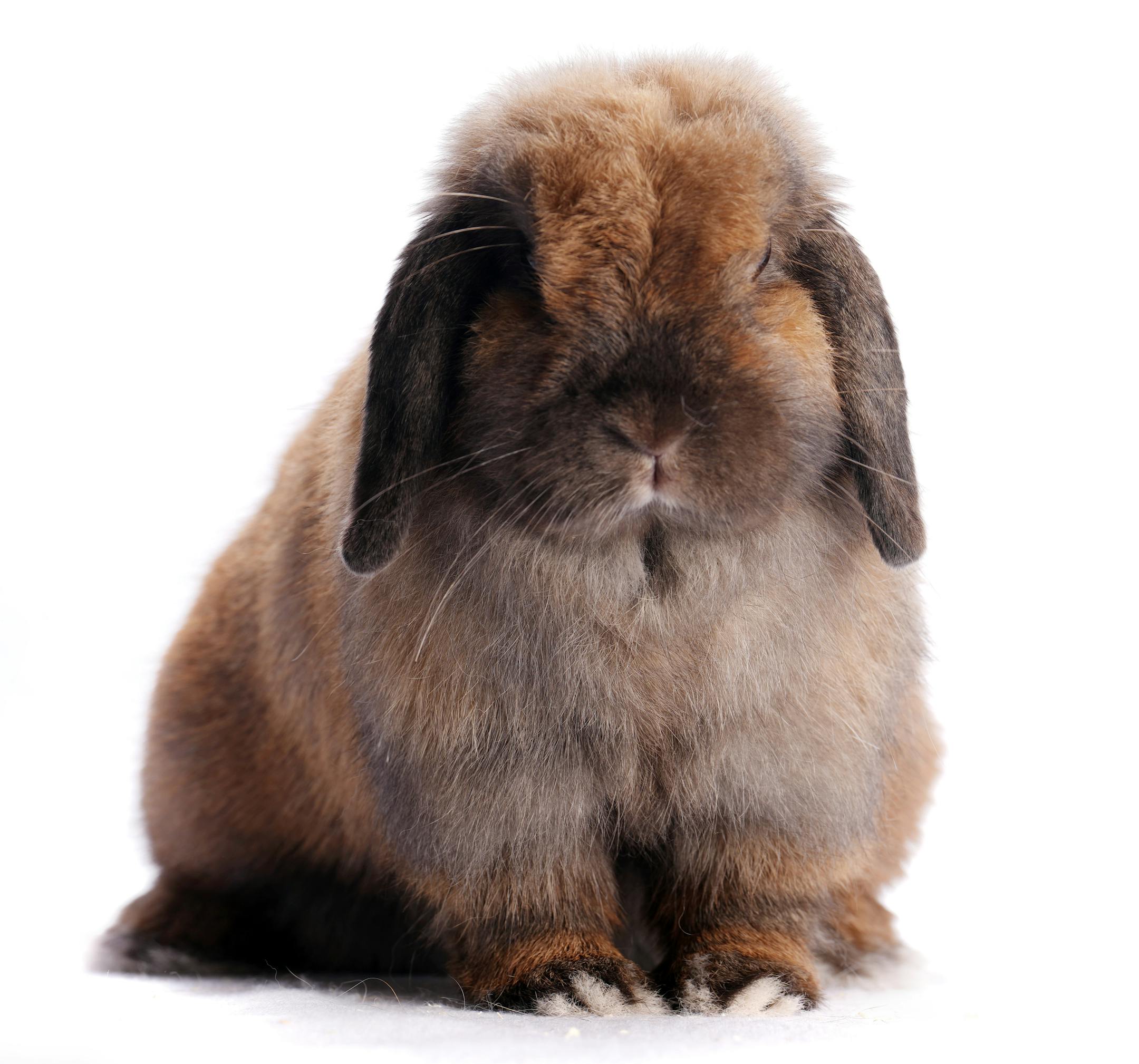 A Holland lop shown by Kaytlynn Voight of Princeton, Minn.