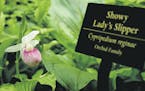 State floweR: Lady’s slippers were blooming last week at the Eloise Butler Wildflower Garden and Bird Sanctuary at Theodore Wirth Regional Park in M