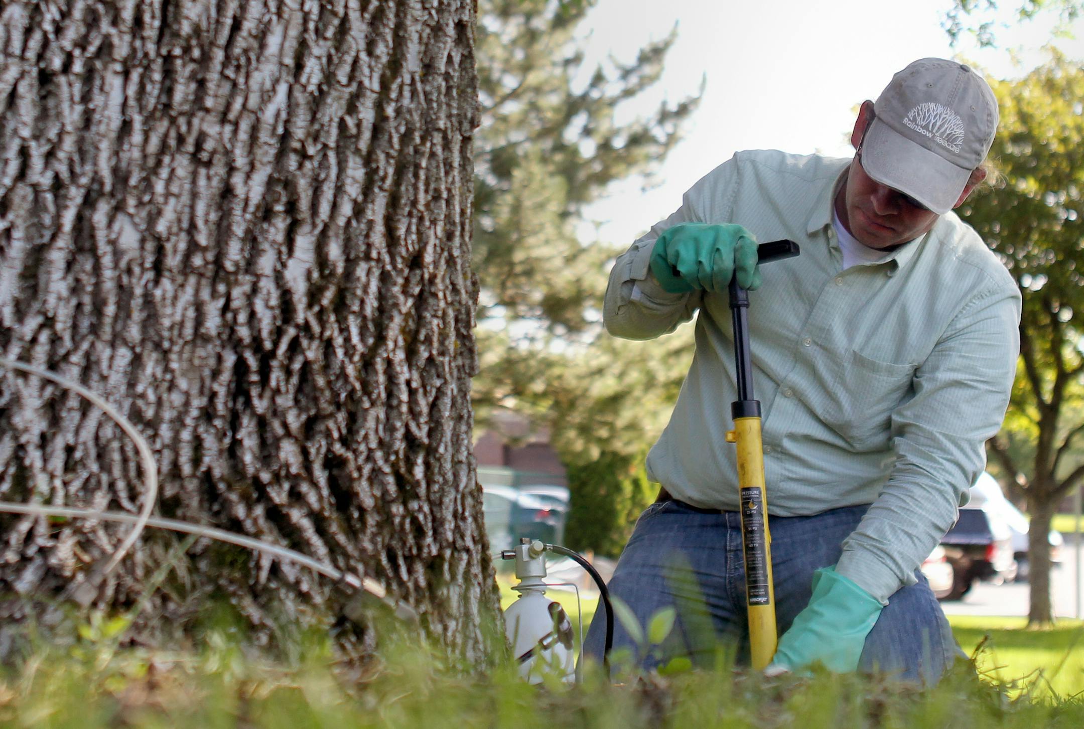 Sam Drahn, a research a development coordinator for Rainbow Tree Care, injects trees at city hall with pesticide in Burnsville, Minn., on Thursday, July 25, 2013. Burnsville is the first city to use an organic based pesticide to protect ash trees on city property. ] (ANNA REED/STAR TRIBUNE) anna.reed@startribune.com (cq)