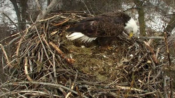 A screen grab Tuesday morning from the state's EagleCam. The egg incubates for about 35 days before hatching.