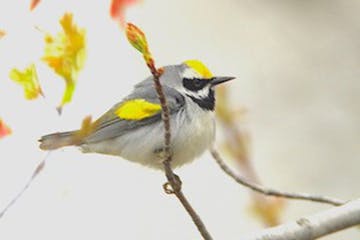 Golden-winged warbler. Jim Williams photo