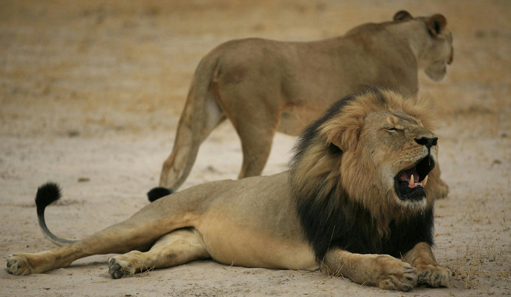 MUST CREDIT: AFP PHOTO / ZIMBABWE NATIONAL PARKS. This handout picture taken on October 21, 2012 and released on July 28, 2015 by the Zimbabwe National Parks agency shows a much-loved Zimbabwean lion called "Cecil" which was allegedly killed by an American tourist on a hunt using a bow and arrow, the Zimbabwe Conservation Task Force charity accused on July 15, 2015, adding that the animal had taken 40 hours to die. The lion, which was a popular attraction among visitors to the Hwange National Pa