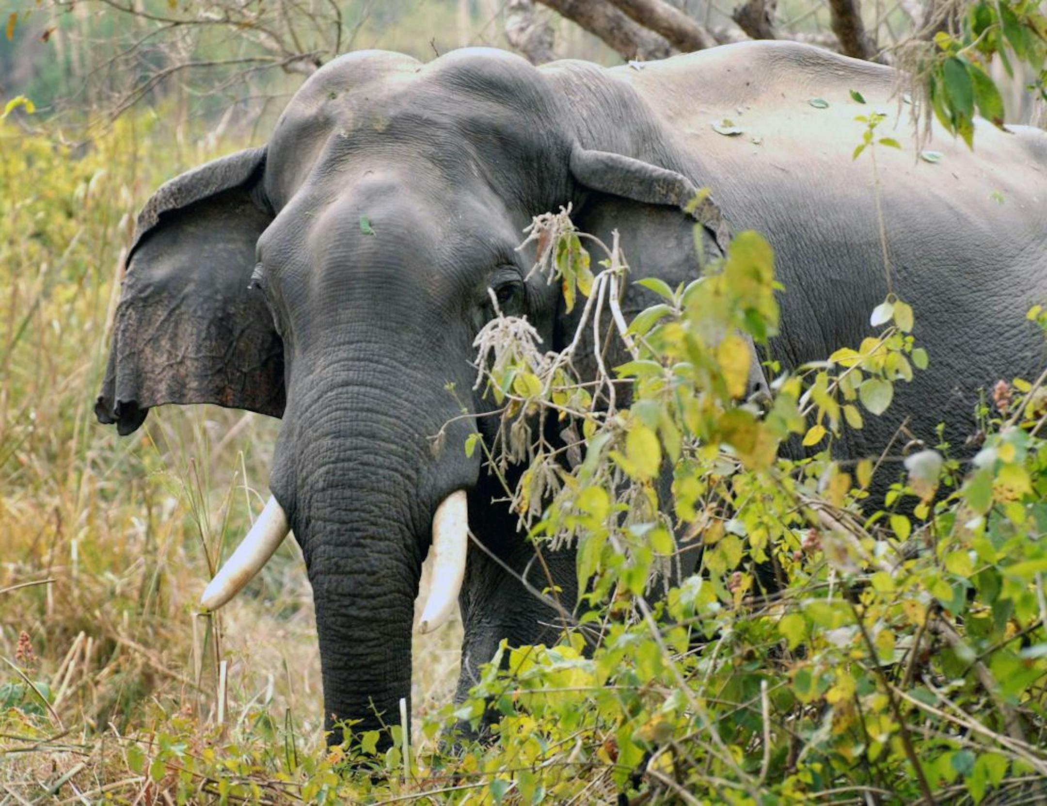 Tour operators are responding to demand from travelers who want to experience in Asia, such as this Asian elephant in India.