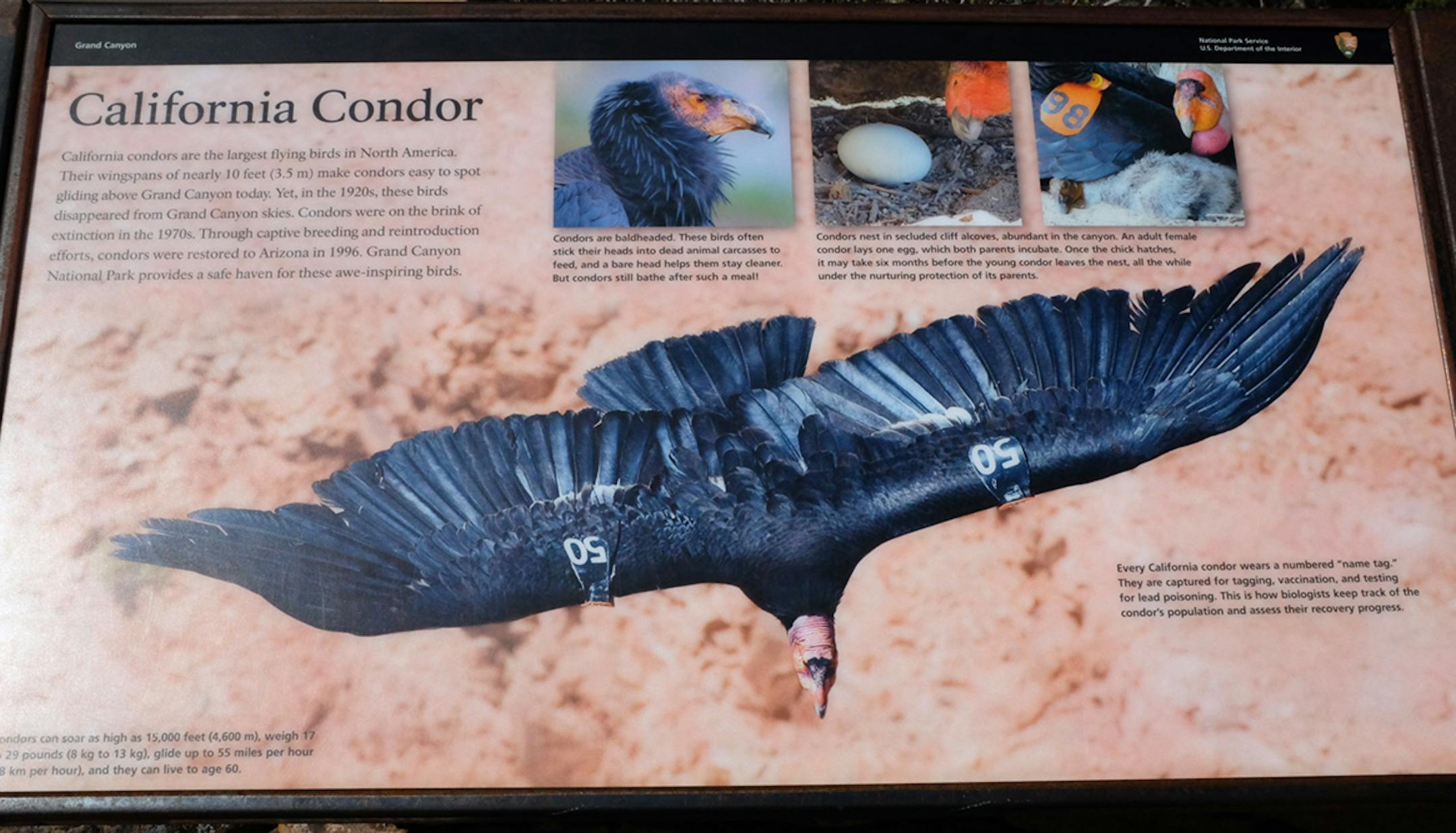 This condor poster, outside Bright Angel Lodge, is there to help visitors identify a California Condor should one accidentally fly by. credit: Jim Williams, Special to the Star Tribune