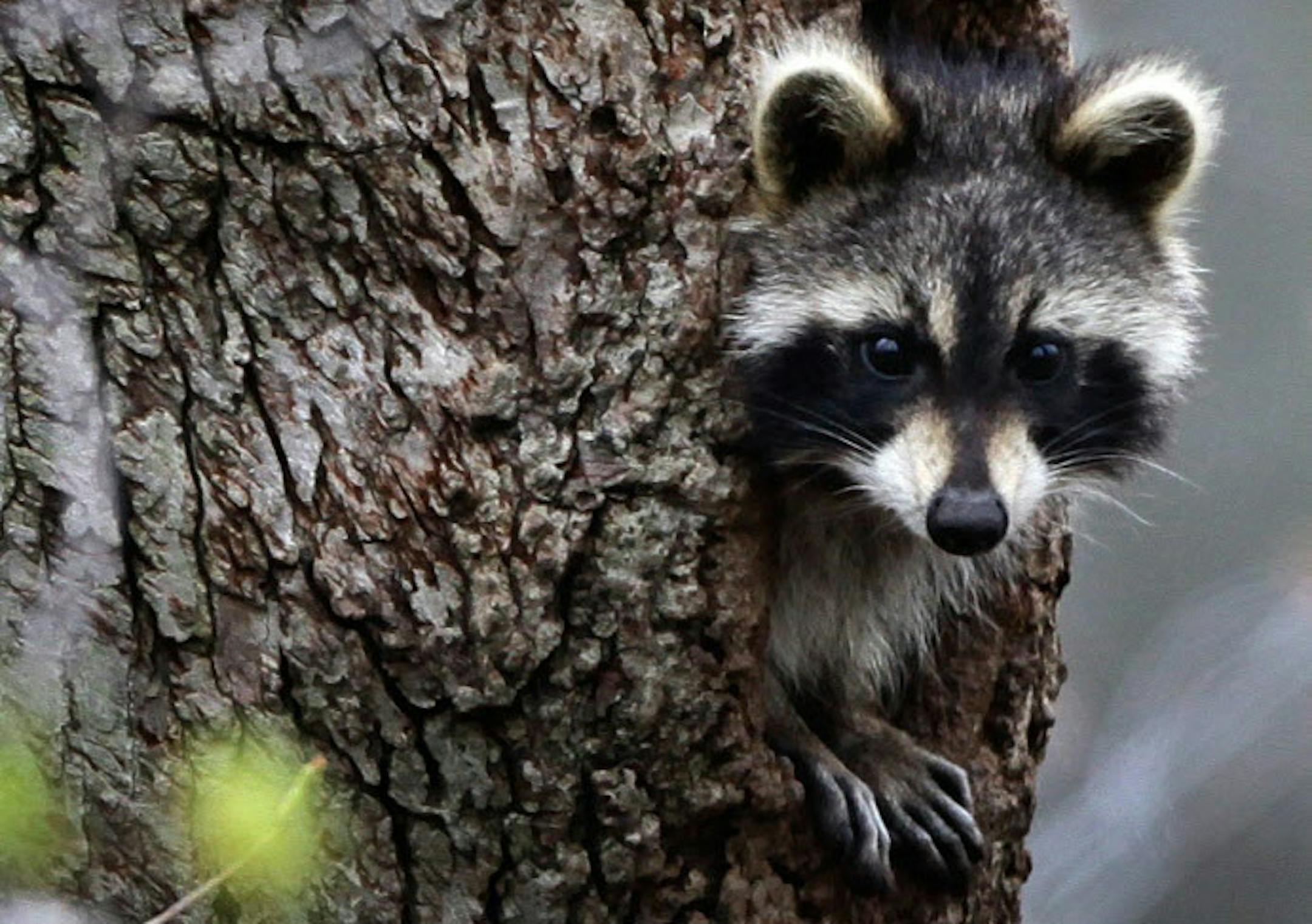Raccoons just think they're so cute.