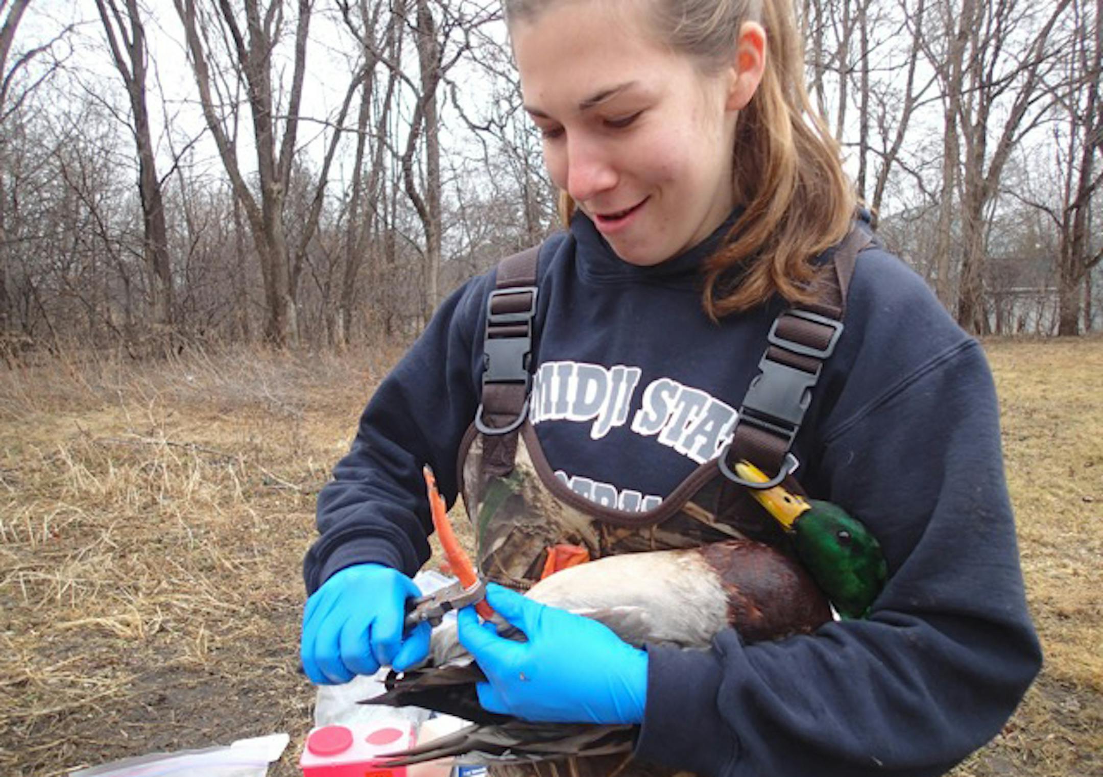 April Strzelczyk, a University of Minnesota wildlife technician, clips a metal identification band to a mallard duck captured last week in Brooklyn Center.