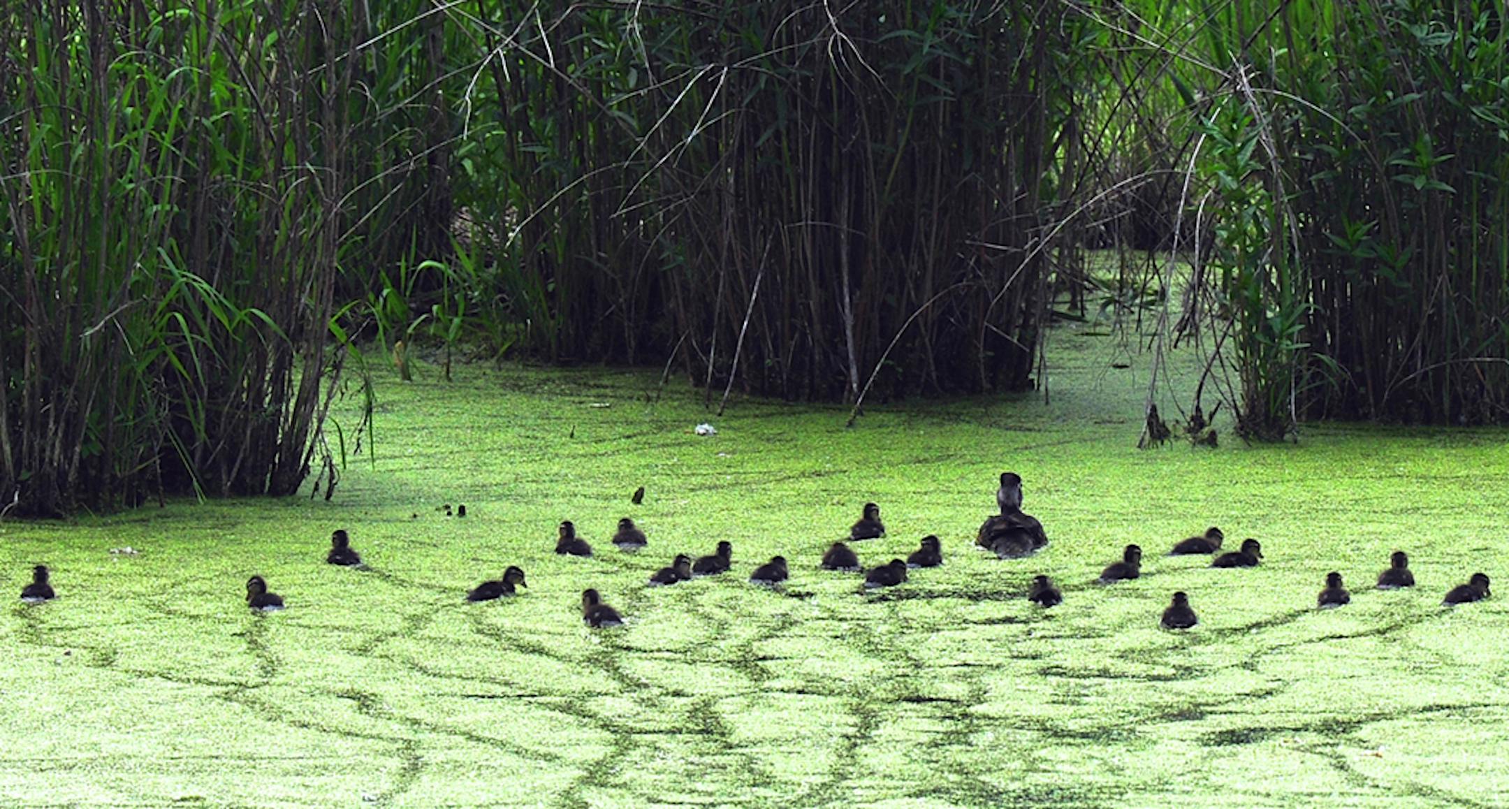 Three of the ducklings, stragglers all, didnít get in the photo. The trails were made in the plant called duck weed. Jim Williams, special to the Star Tribune