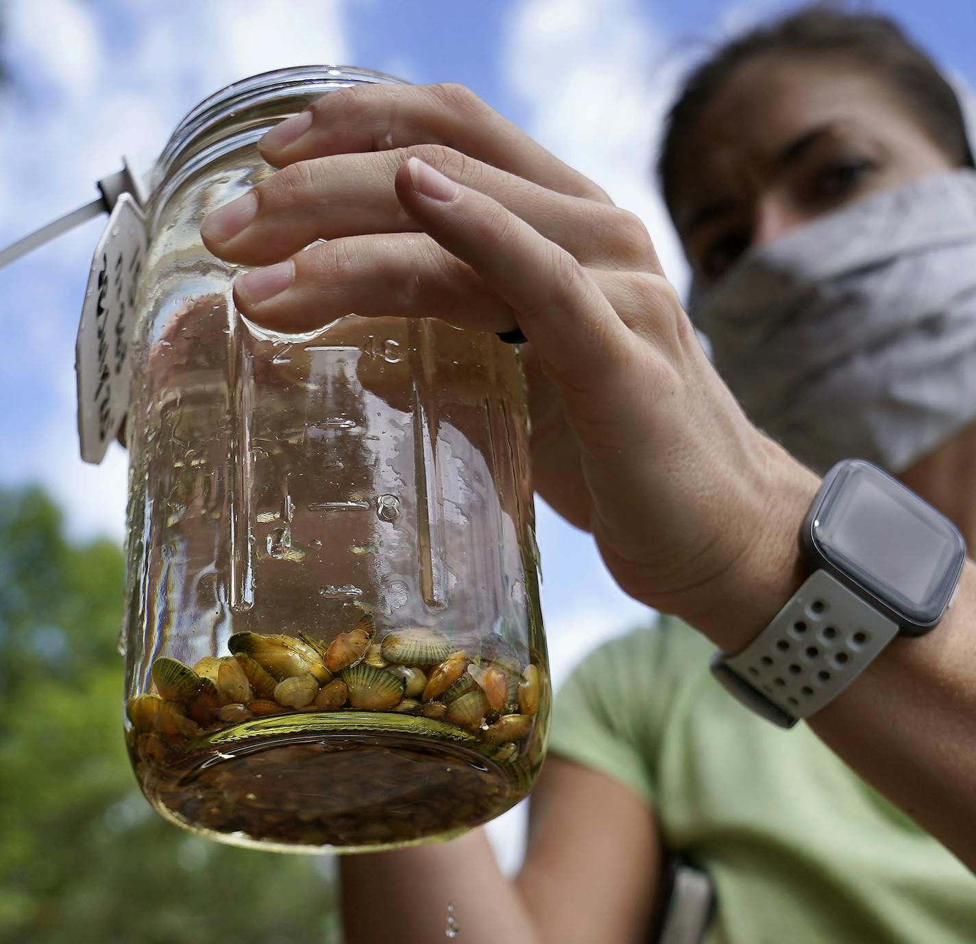 Minnesota DNR employees transplanted 3,506 mussels native to Minnesota -- including Higgins' eye, bucket and snuffbox-- to grow in the waters of the St. Croix River, across from Hudson, WI, Tuesday in Lakeland, MN. Here, Madeline Pletta, a mussel propagation biologist with the Minnesota Department of Natural Resources, with a jar of the young mussels.] DAVID JOLES • david.joles@startribune.com For the first time in a century the state is going to bring back native mussels to the Mississippi Rive