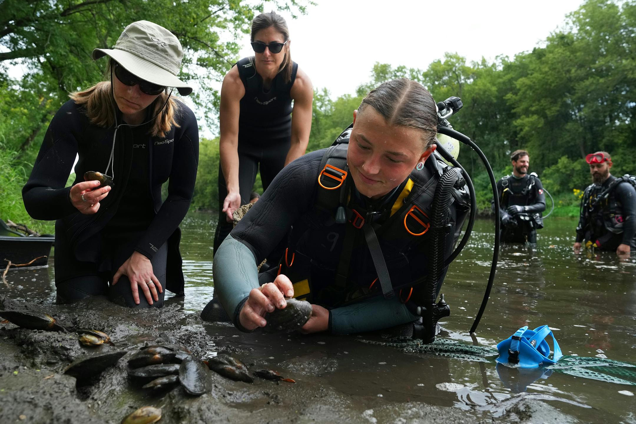 Divers with the Minnesota DNR look over a collection of black sandshell and mucket mussels while they surveyed their population in a section of the Cedar River.