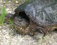 Snapping turtles are one of the most-common species in Minnesota.