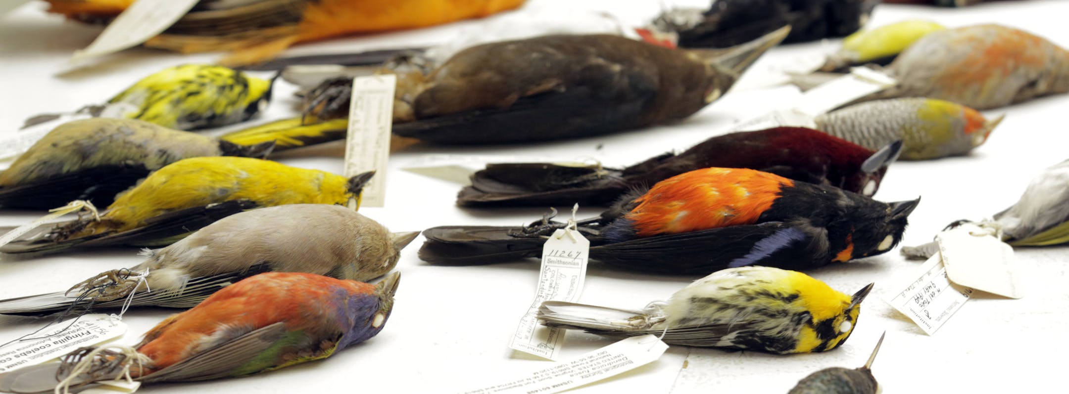 This undated photo provided by AAAS via the journal Science shows some of the diverse bird species at the National Museum of Natural History in Washington that were analyzed for a new study. In a series of papers released Thursday, Dec. 11, 2014, by the journal Science, scientists produced a new family tree for nearly all species of birds alive today, drawing on a massive DNA analysis to gain insights into evolutionary history. (AP Photo/AAAS, Carla Schaffer)