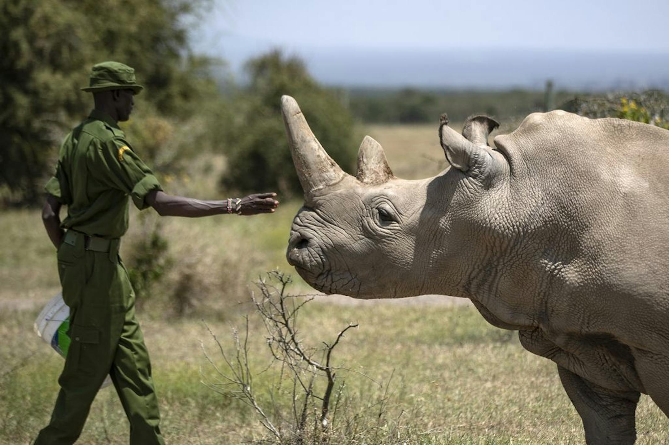 A ranger reaches out towards female northern white rhino Najin, 30, one of the last two northern white rhinos on the planet, in her enclosure at Ol Pejeta Conservancy, Kenya Friday, Aug. 23, 2019. Wildlife experts and vets say there is hope for the northern white rhino which is on the verge of extinction, after they successfully managed to draw eggs Thursday from the last two of the species, hoping they can be used to reproduce the species through a surrogate.