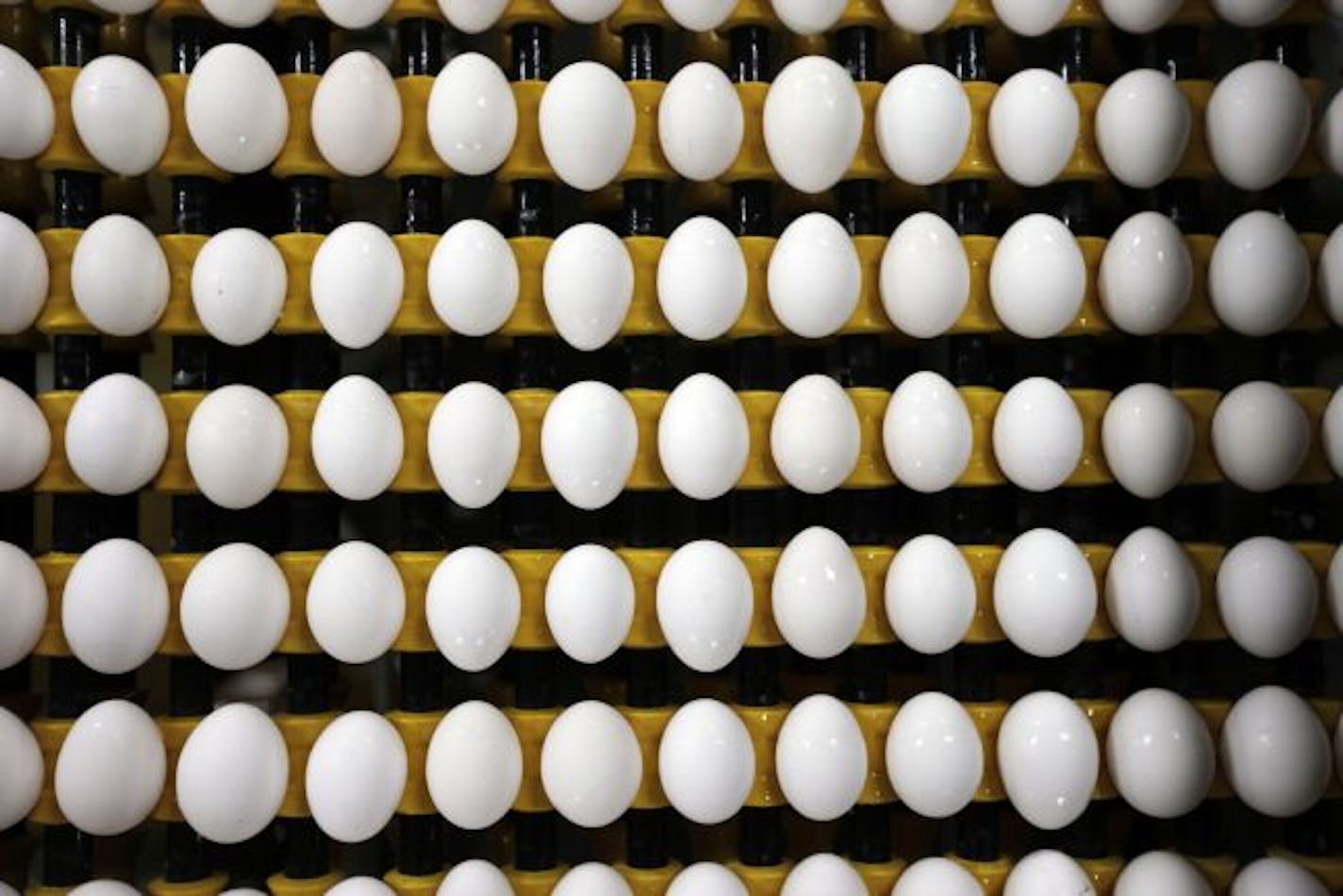 Eggs on their way to get washed at the Hi-Grade Egg Farm owned by Midwest Poultry Services, in North Manchester, Ind., Sept. 9, 2010.