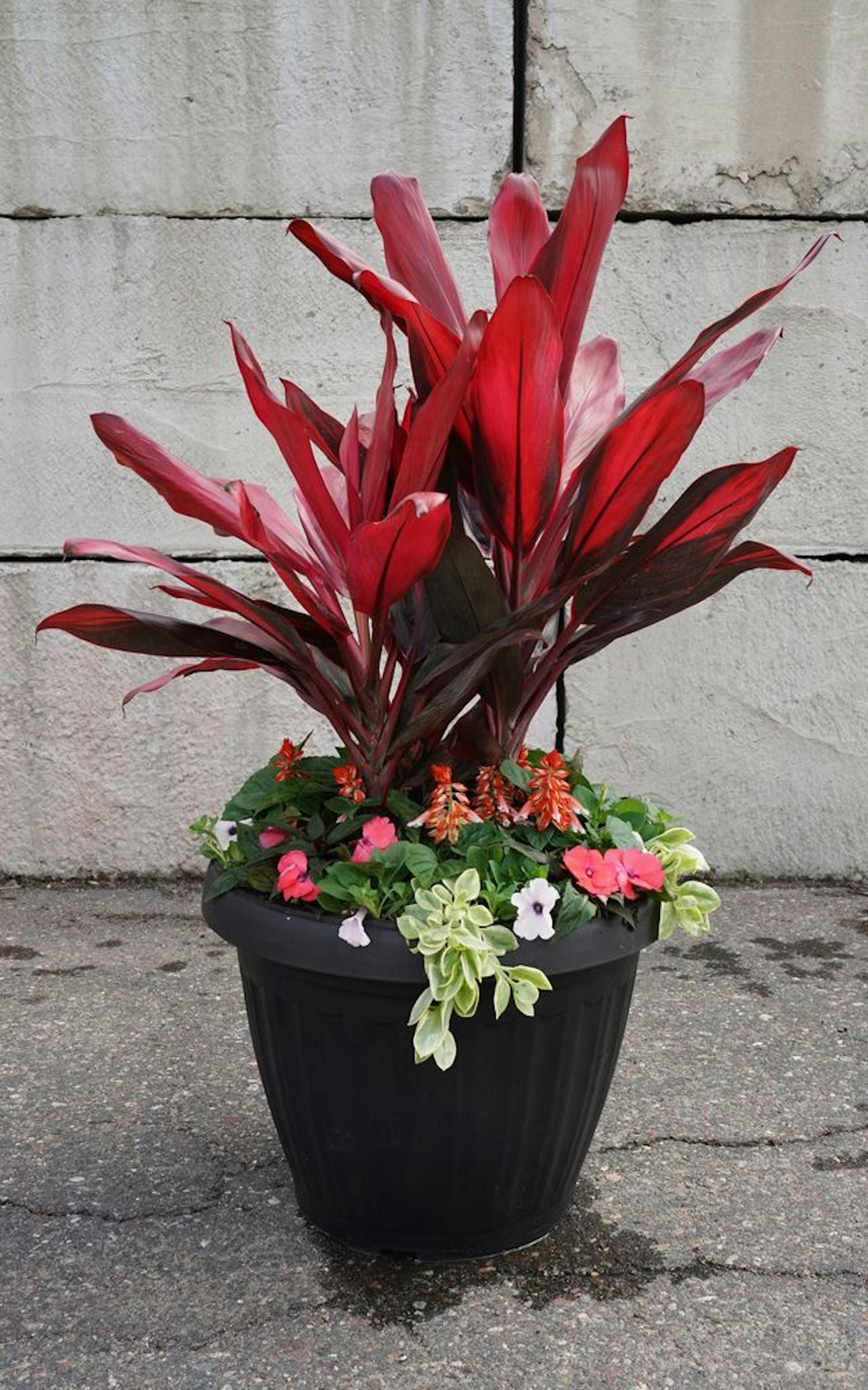 Tropical Getaway - Sunny container garden from Lynde Greenhouse & Nursery in Maple Grove.