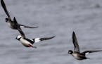 Bufflehead ducks fly over the Mississippi River on March 17 across from Stoddard, Wis.