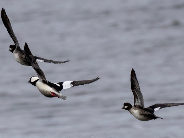 Bufflehead ducks fly over the Mississippi River on March 17 across from Stoddard, Wis.