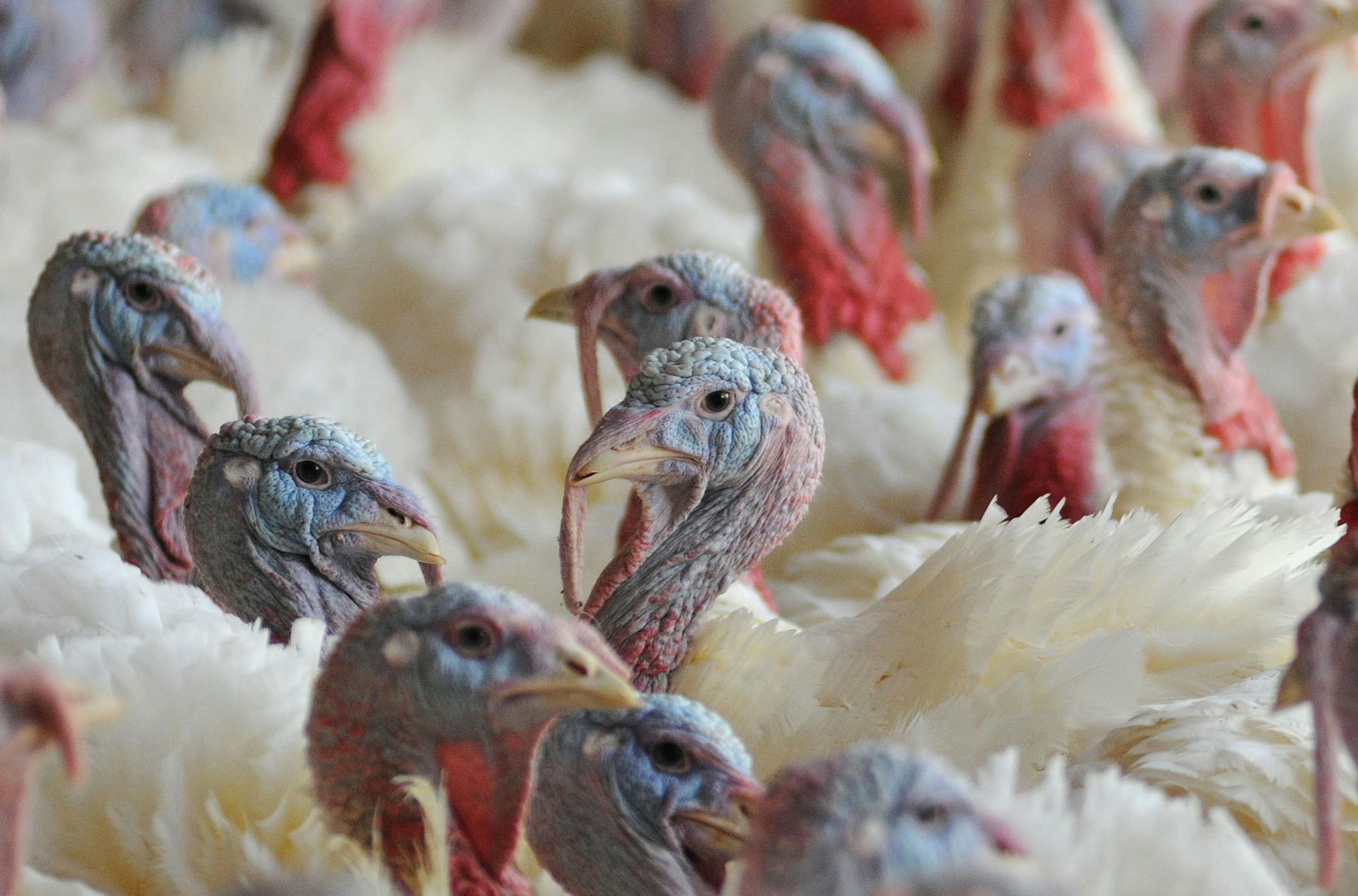 Turkeys on a Minnesota turkey farm. ] Richard.Sennott@startribune.com Richard Sennott/Star Tribune. Tuesday 04/03/12) ORG XMIT: MIN2015030616471836 ORG XMIT: MIN1504061853072553