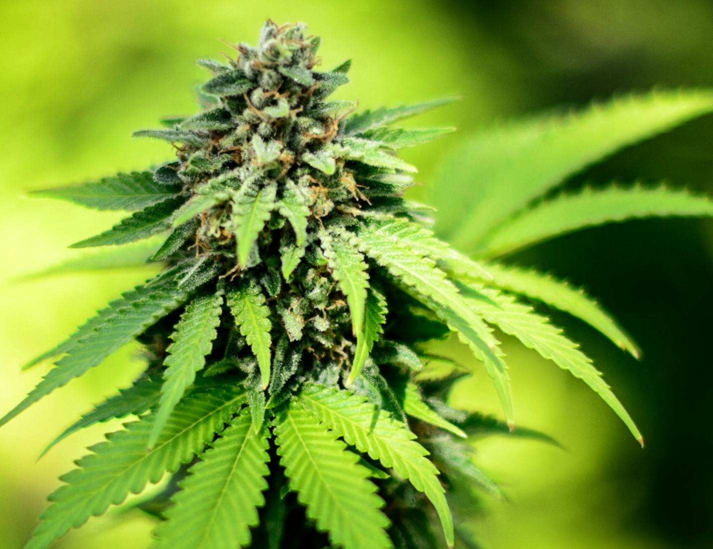 The medicinal chemicals are concentrated in the flowering buds of a cannabis plants.