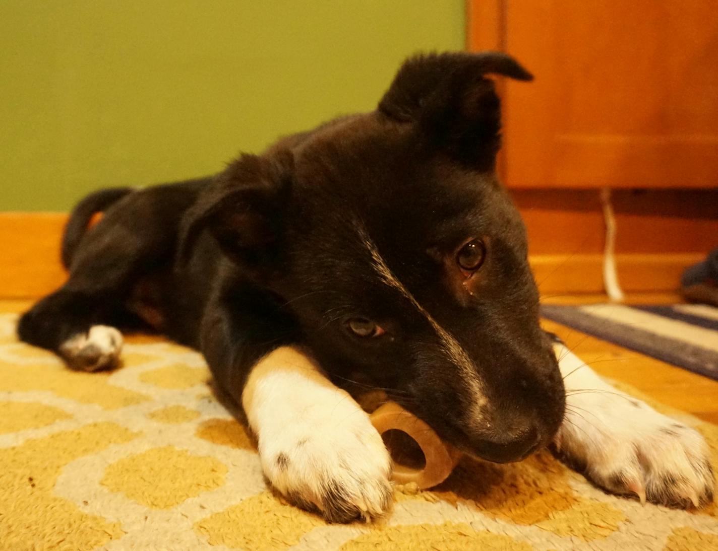 All is peaceful when Angus chews something authorized, such as this knuckle bone.