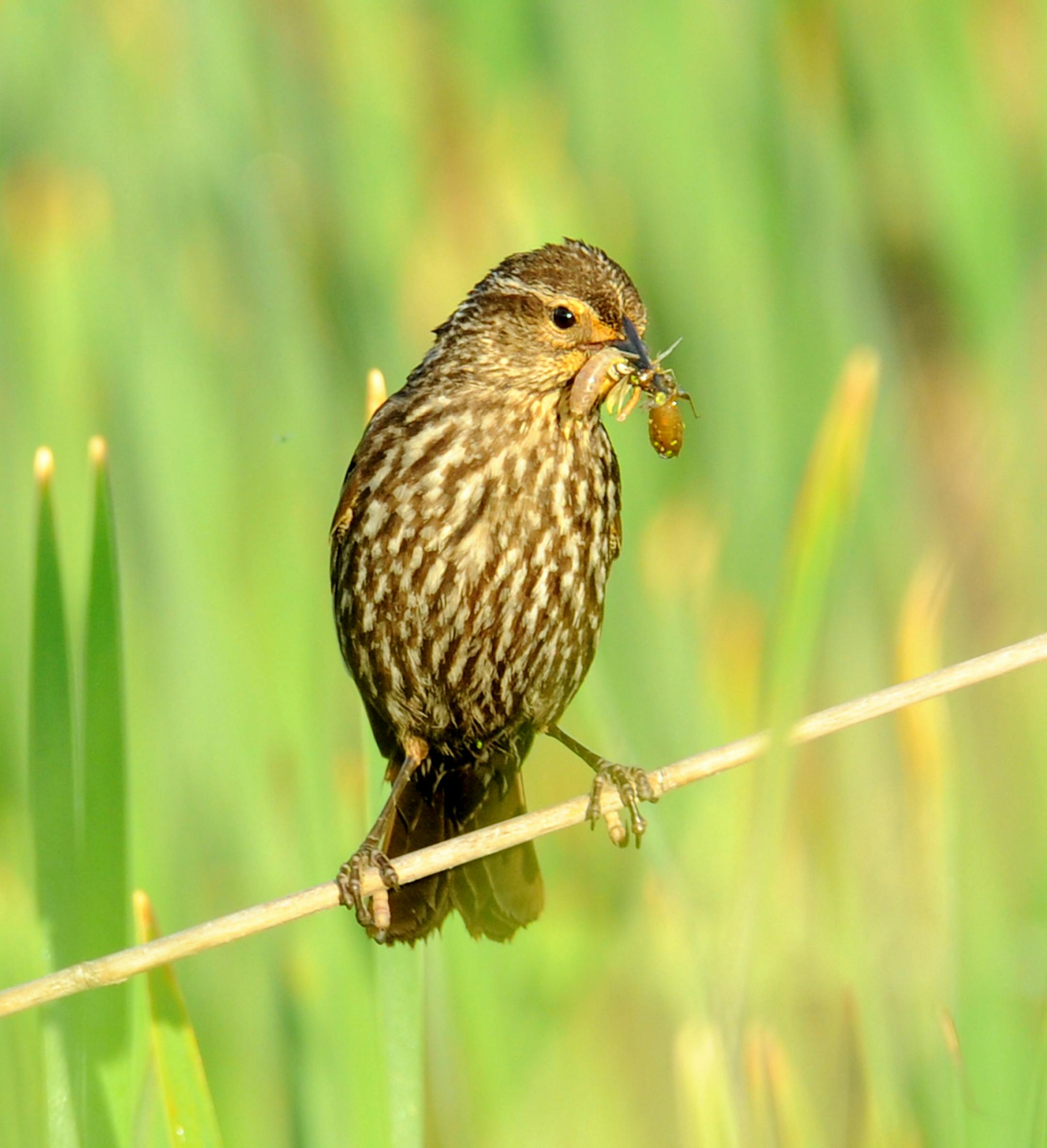Female Red-winged Blackbird with food for its nestlings.
Photo by Jim Williams