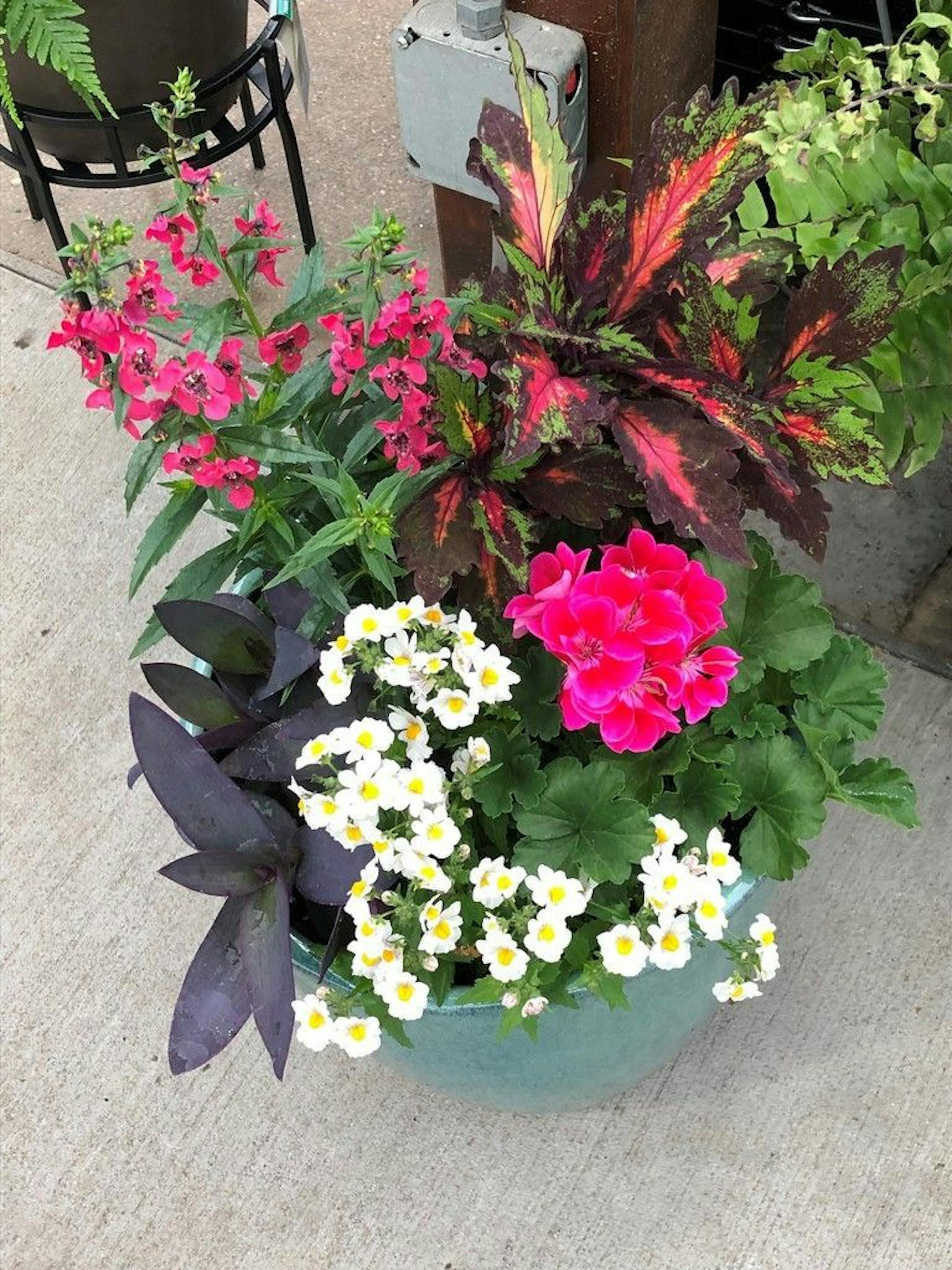 Heat Wave - Sunny container garden from Sunnyside Gardens.