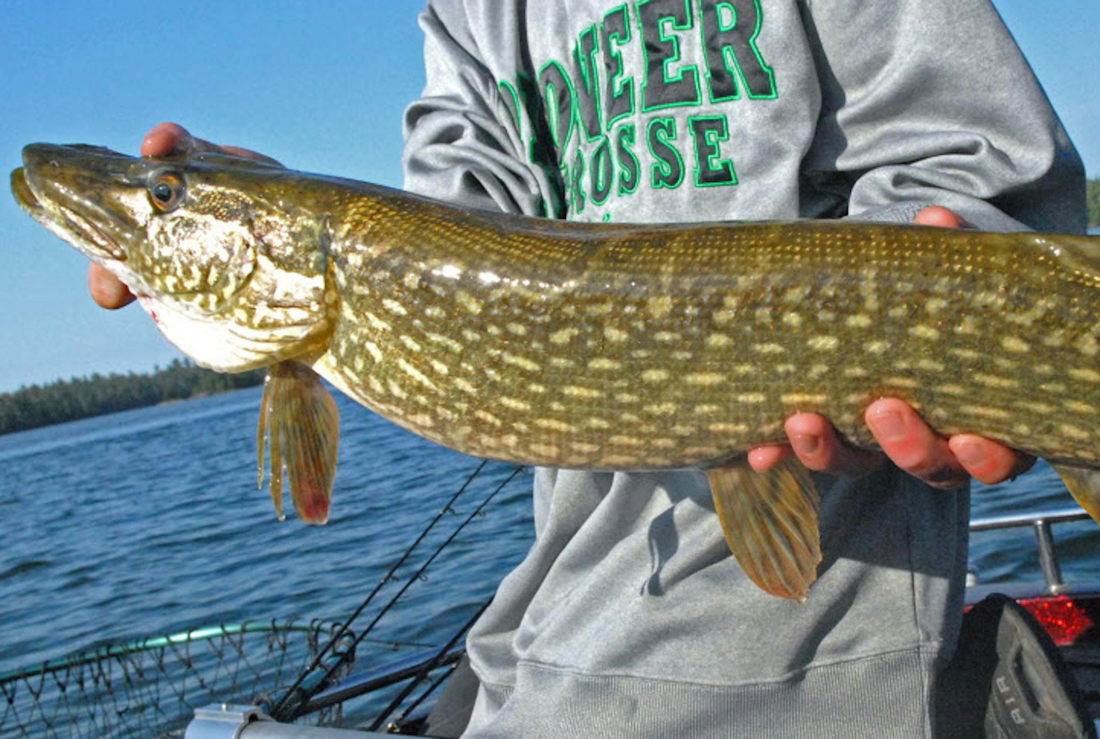 The DNR hopes to have the Legislature approve a new statewide northern pike management program. ORG XMIT: MIN2015020914511635