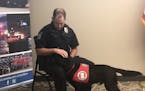 Xerxes, a canine officer for the Orono Police Departments, "visits" Officer Kyle Kirschner by laying his head in his lap. The dog would use this techn