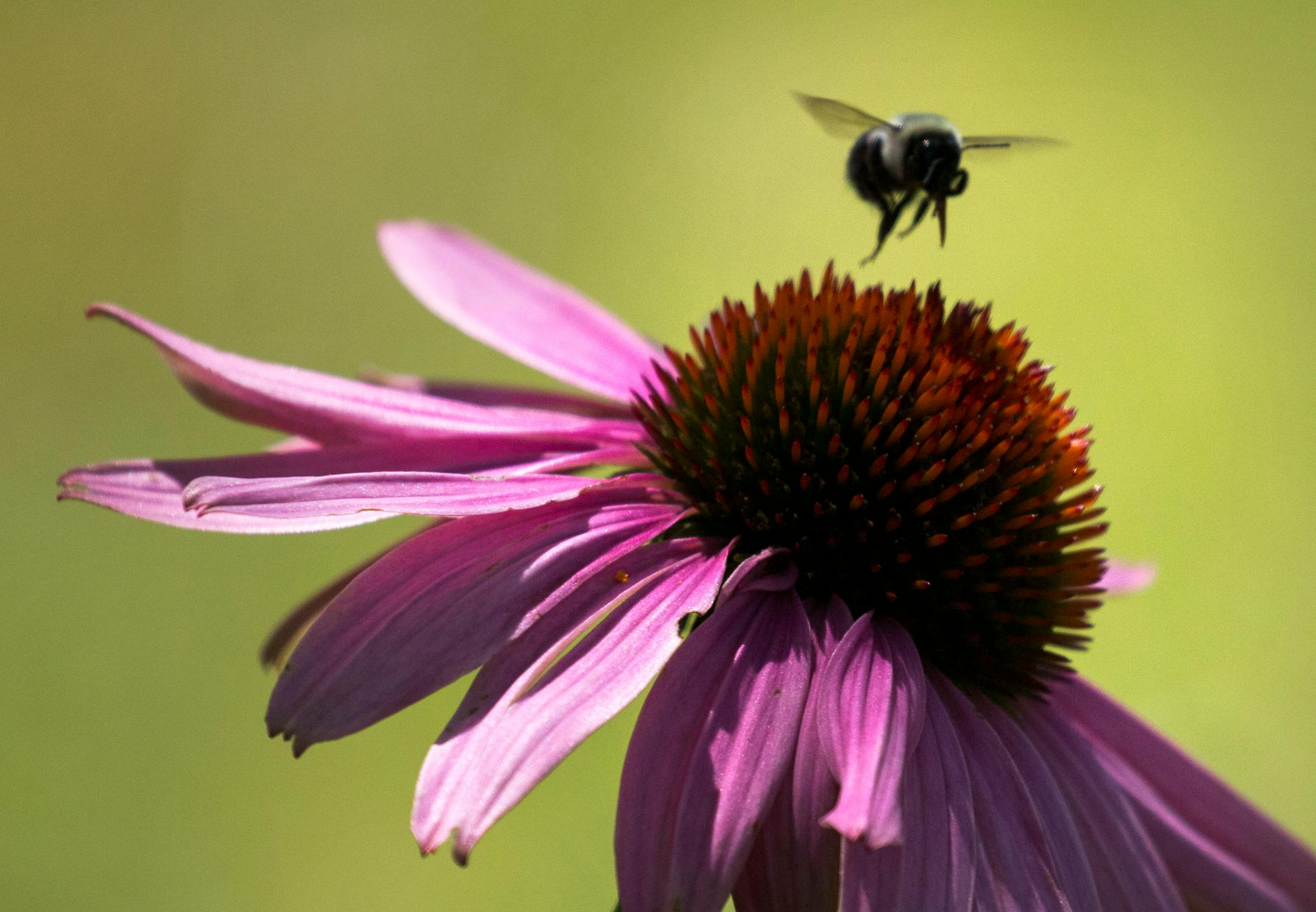 A cone flower
