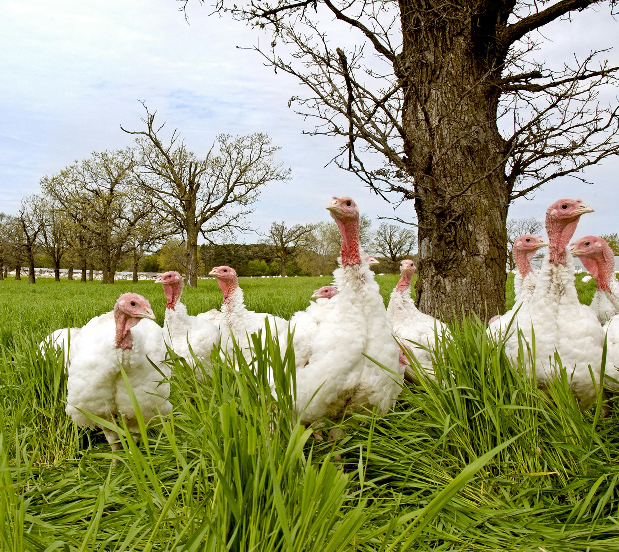 Free-range turkeys at Ferndale Market in Cannon Falls, Minn.