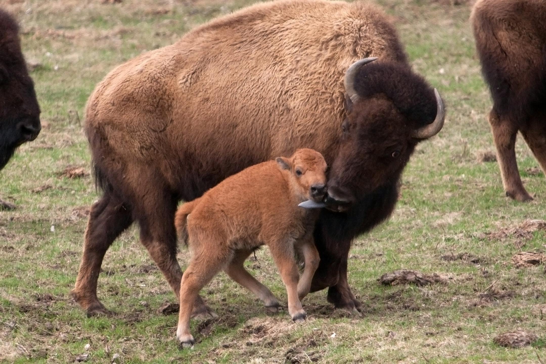 This is one of two newborn bison born recently at the Minnesota Zoo.