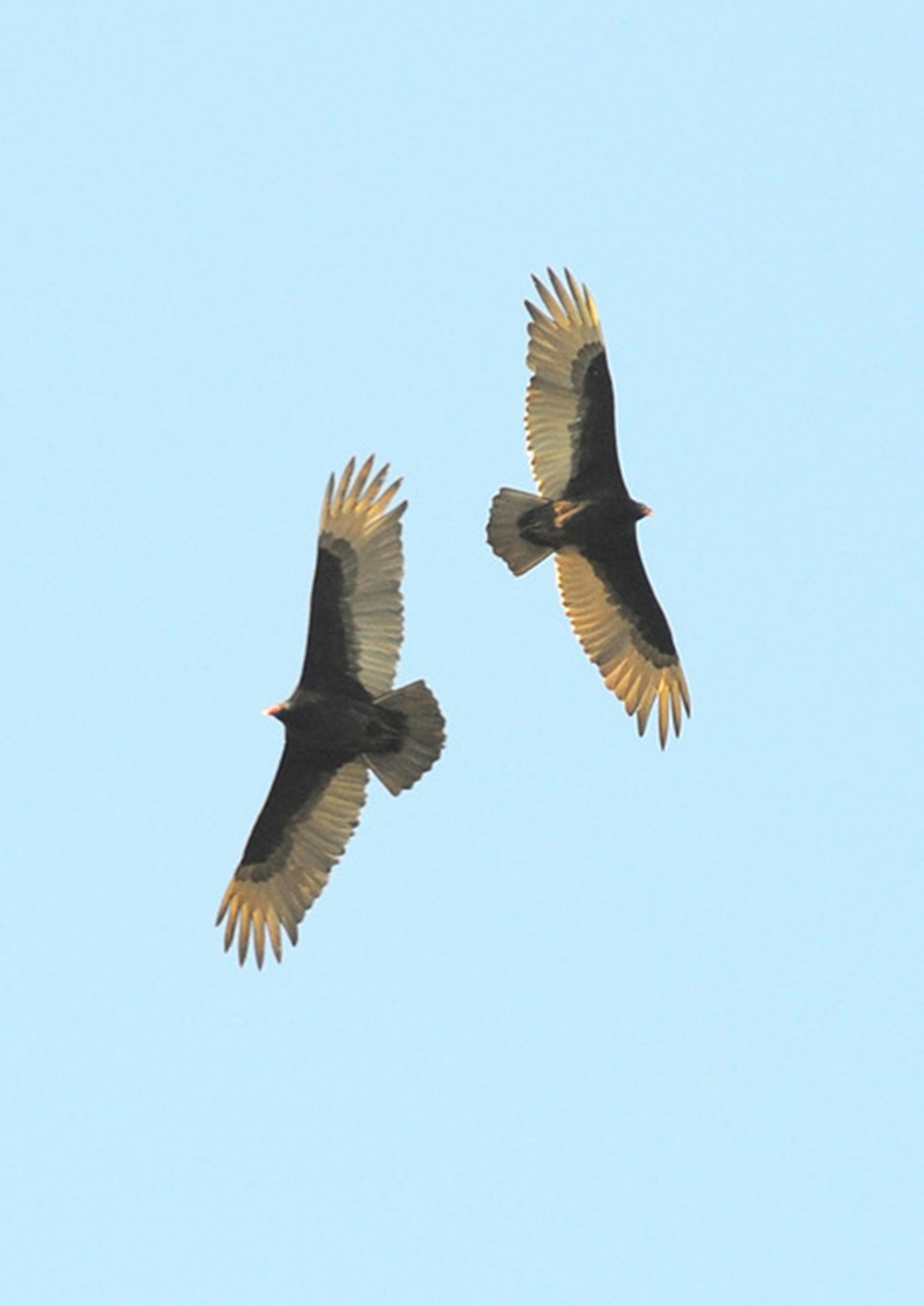 Turkey vultures are migratory. Jim Williams photo