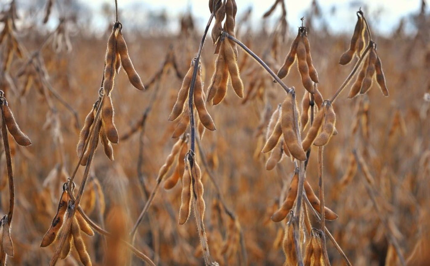 A soybean field near Rogers awaited the harvest in a recent October.