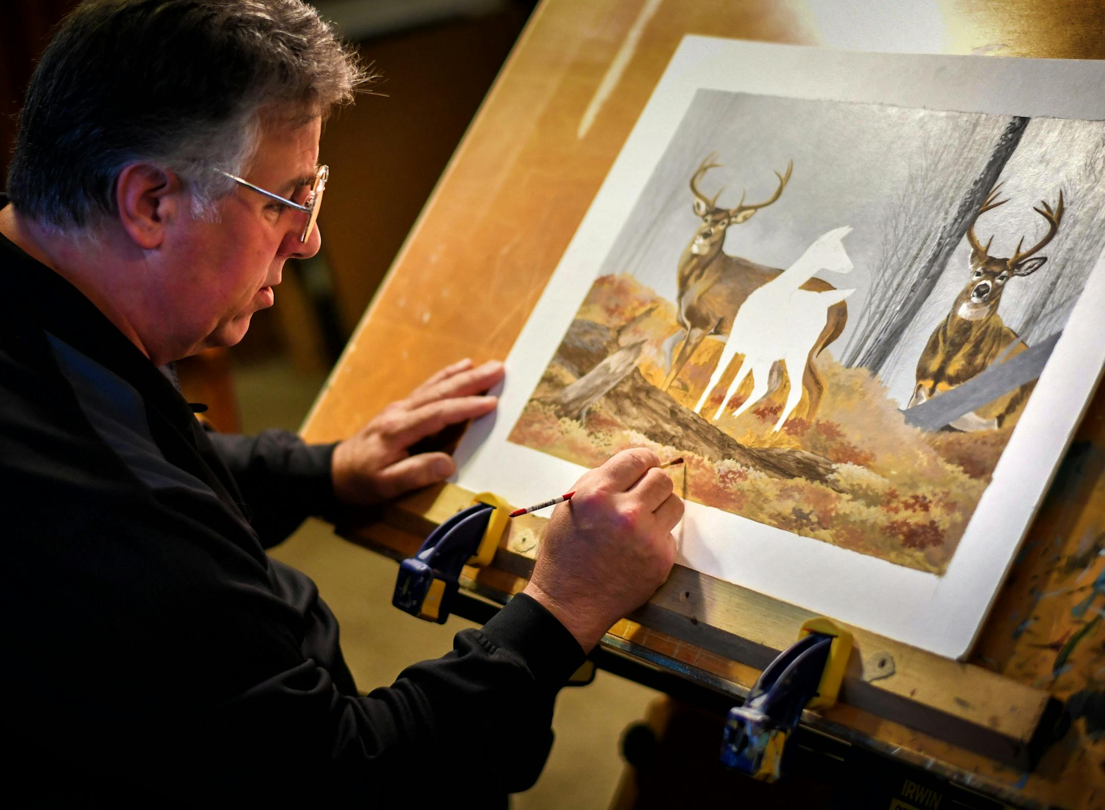 Tim Turenne worked on a painting of deer in his Richfield basement studio. ] GLEN STUBBE * gstubbe@startribune.com Tuesday, November 22, 2016 For 10 years, Tim Turenne has dedicated a large part of his life to painting wild animals for stamp designs. He was the stamp king of this year's DNR contests, sweeping all the categories he was able to enter: wild turkey, waterfowl, trout & salmon, and the walleye stamp, which he won at the end of October. His love for painting and the outdoors stretch ba
