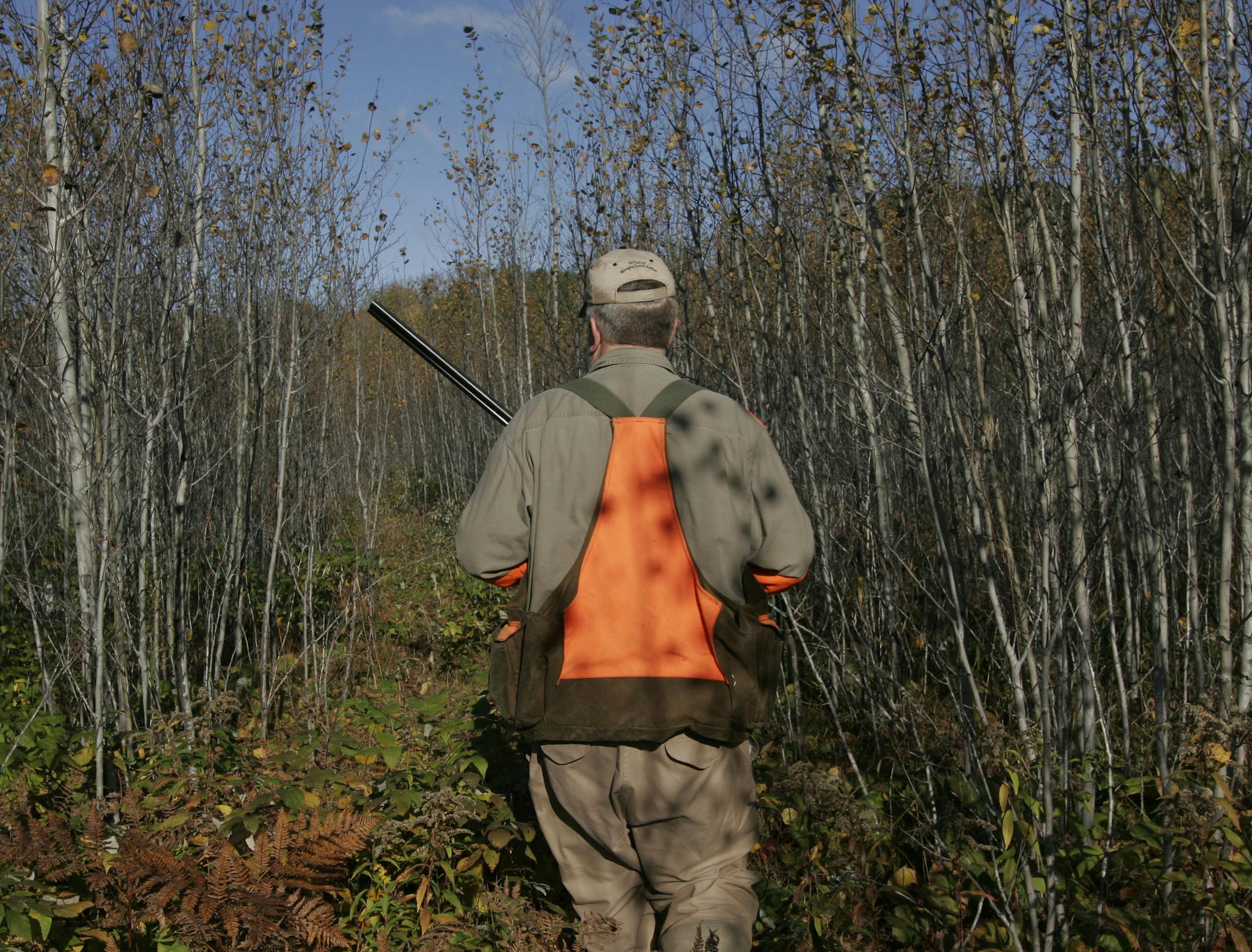 Ted Dick, DNR grouse coordinator, hunteds a stand of young aspen -- prime ruffed grouse habitat --in 2011 near Deer River, Minn. The 2014 ruffed grouse season opens Saturday. ORG XMIT: MIN2012092718164210