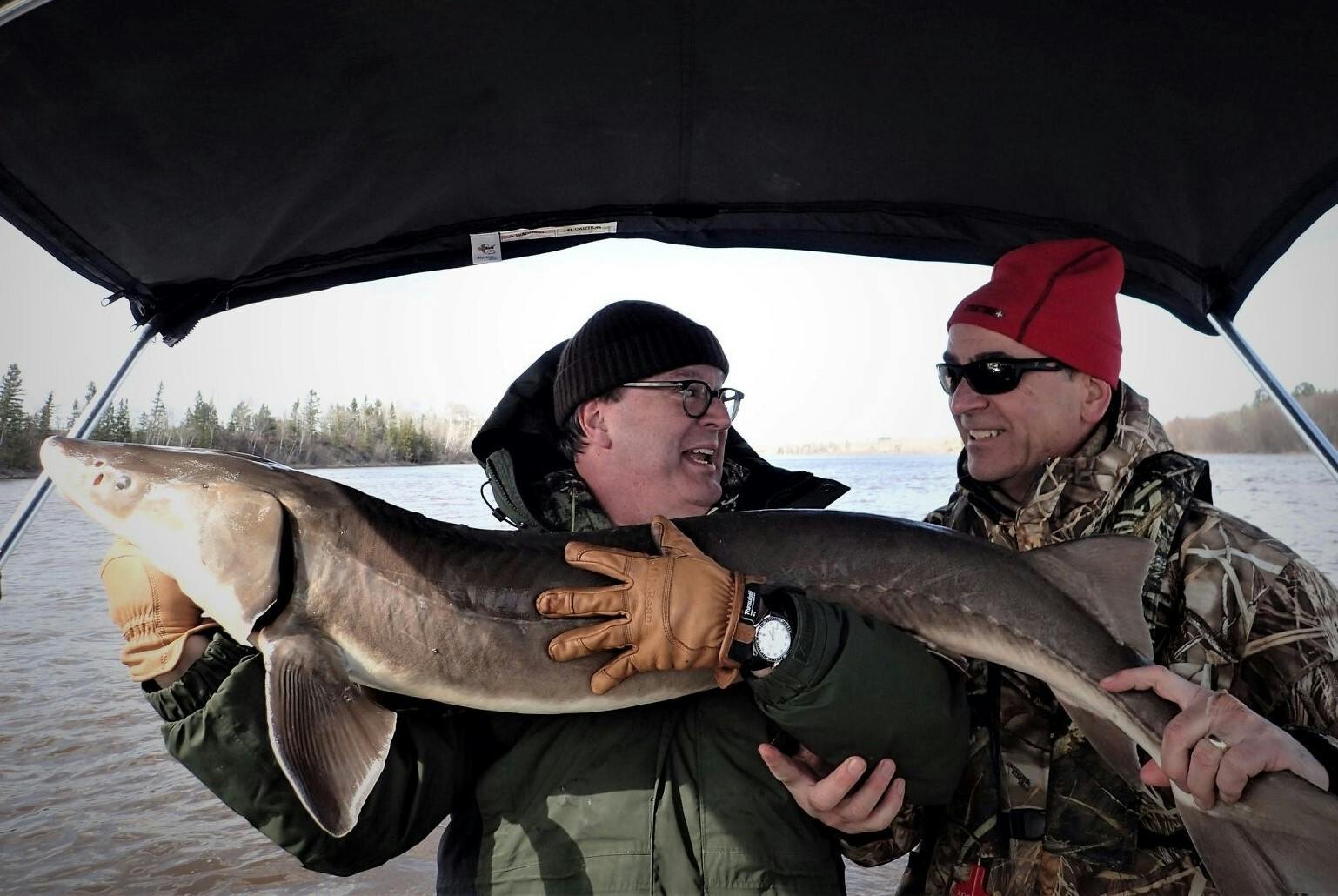 Federal drama — a possible endangered species listing — encircles Minnesota  sturgeon