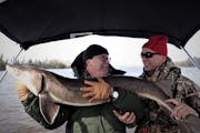 Federal officials have decided not to list sturgeon under the Endangered Species Act in Minnesota and elsewhere.