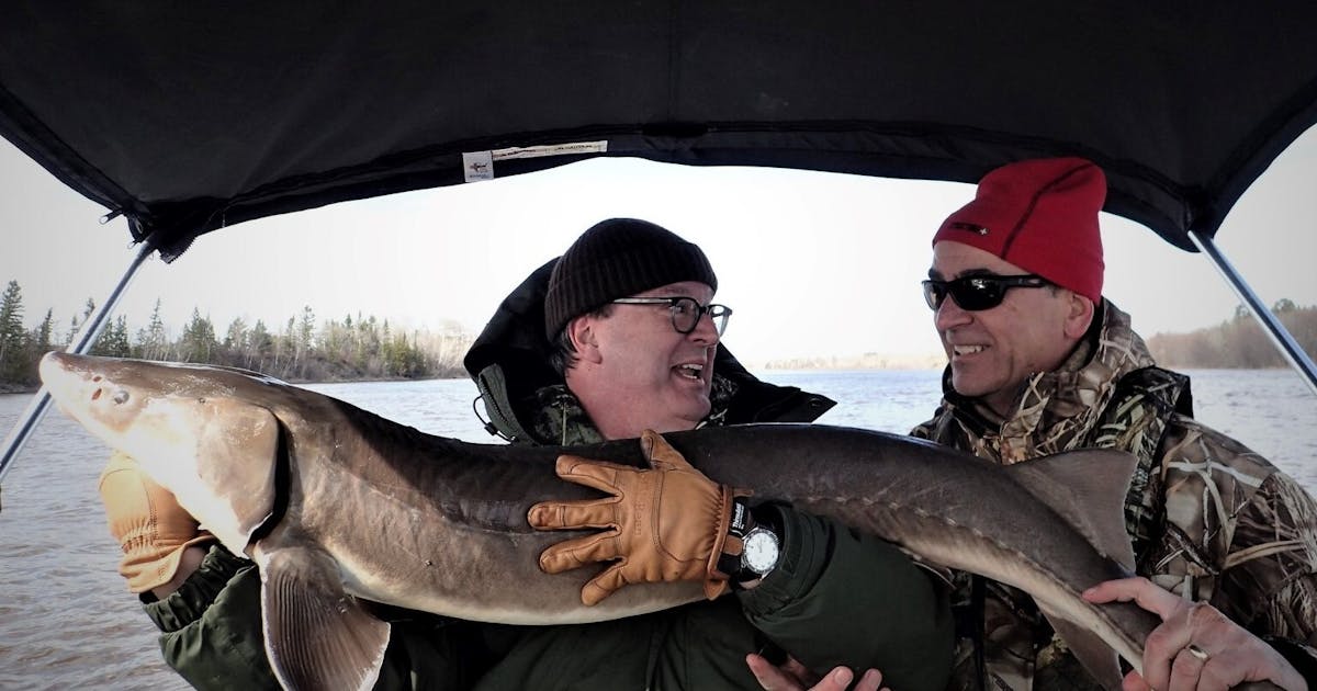 Federal drama — a possible endangered species listing — encircles Minnesota sturgeon