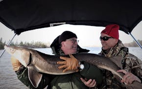 Federal officials have decided not to list sturgeon under the Endangered Species Act in Minnesota and elsewhere.