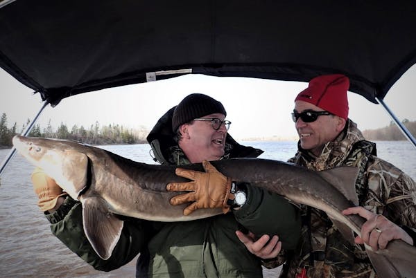 Federal officials could interfere with sturgeon fishing in Minnesota if they list the giant fish under the Endangered Species Act.