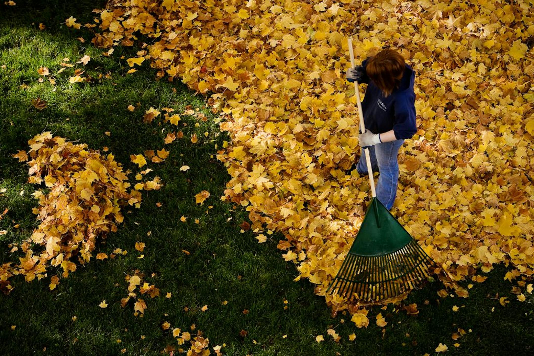 Make sure to keep up with raking your leaves so there isn't a thick layer that will get trapped under snow.