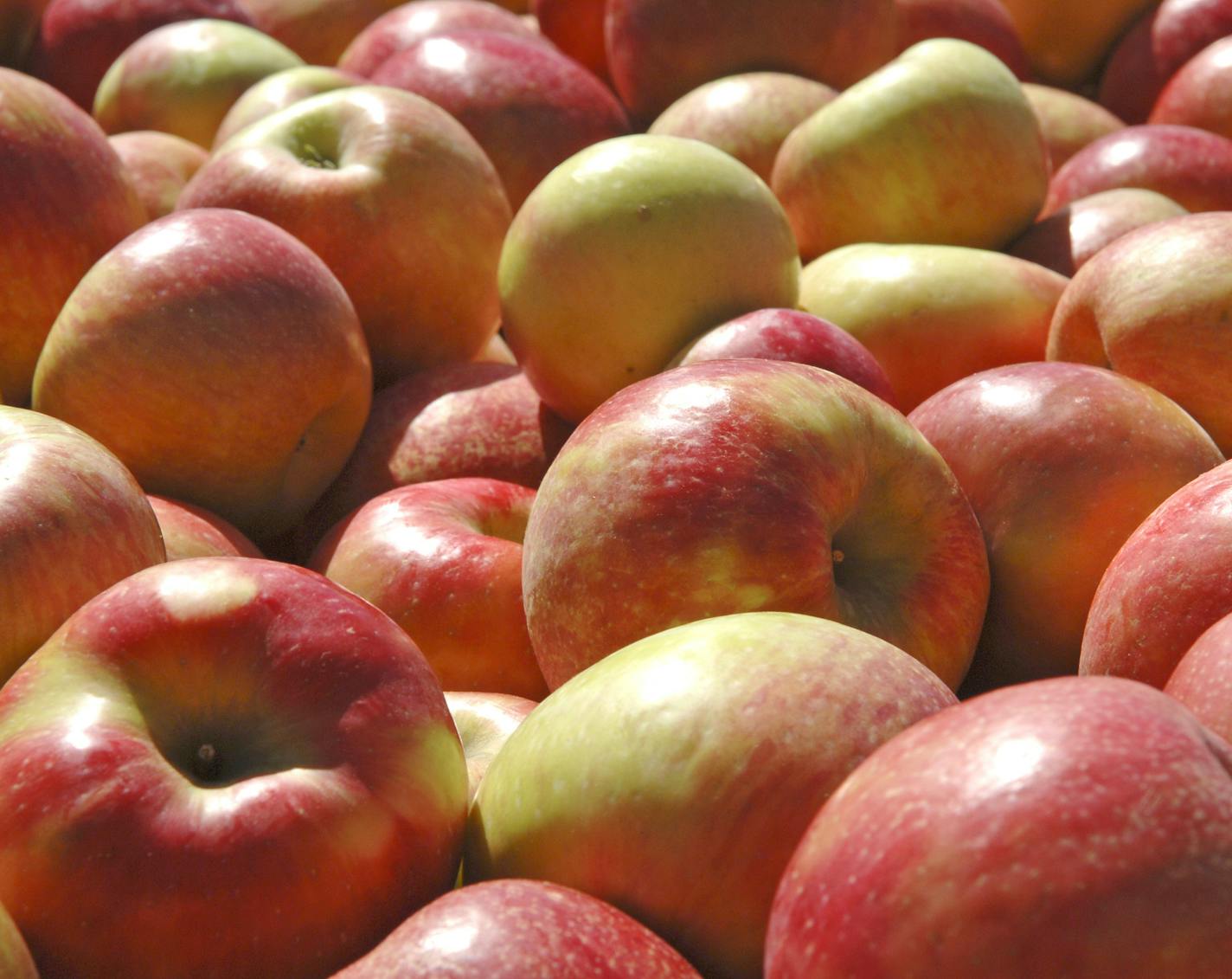 Crates of honeycrisp apples sit at Dennis Courtier's Pepin Heights orchard in Lake City, Minn.