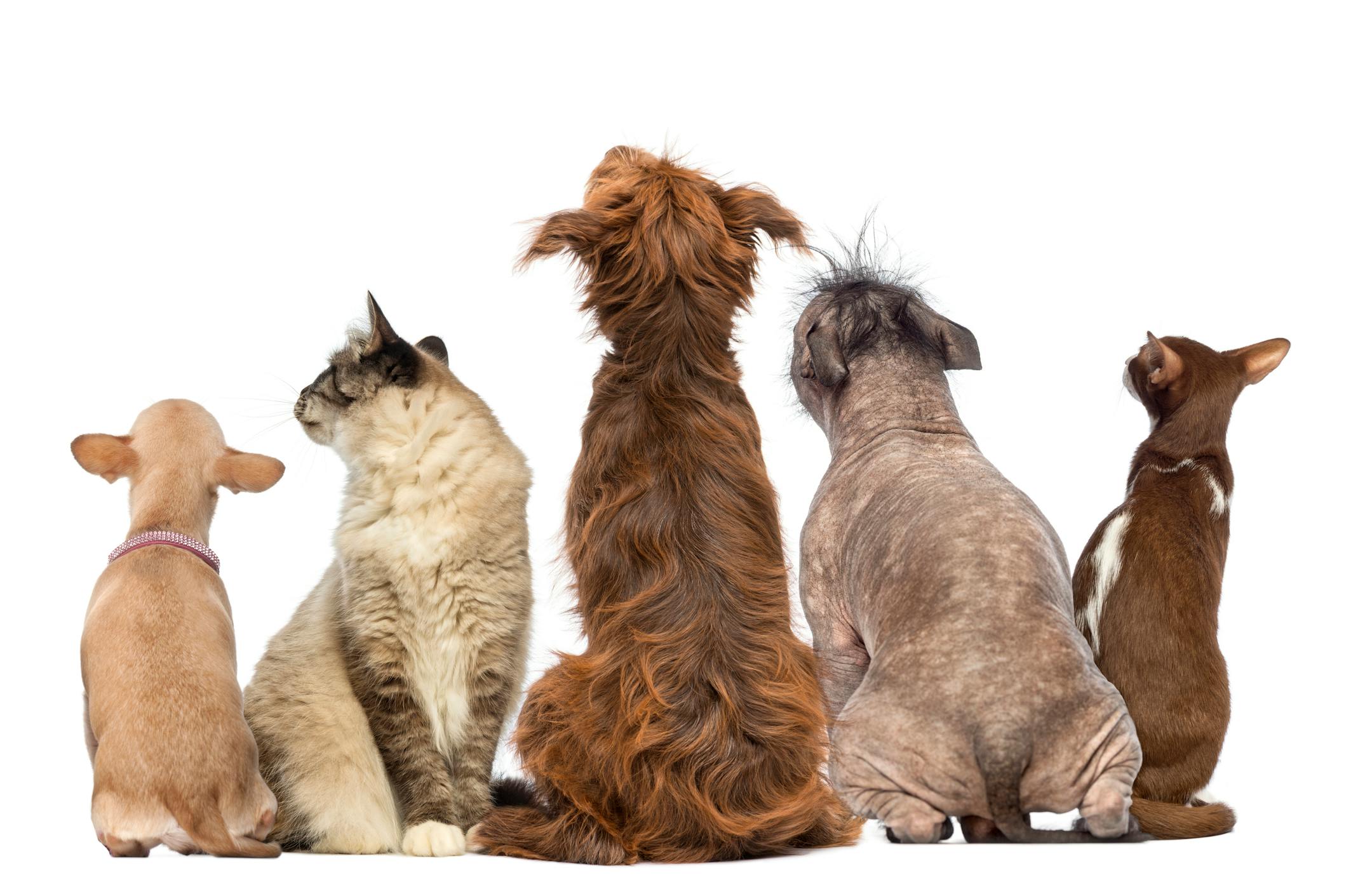 Rear view of a group of pets, Dogs, cats, rabbit, sitting, isolated on white