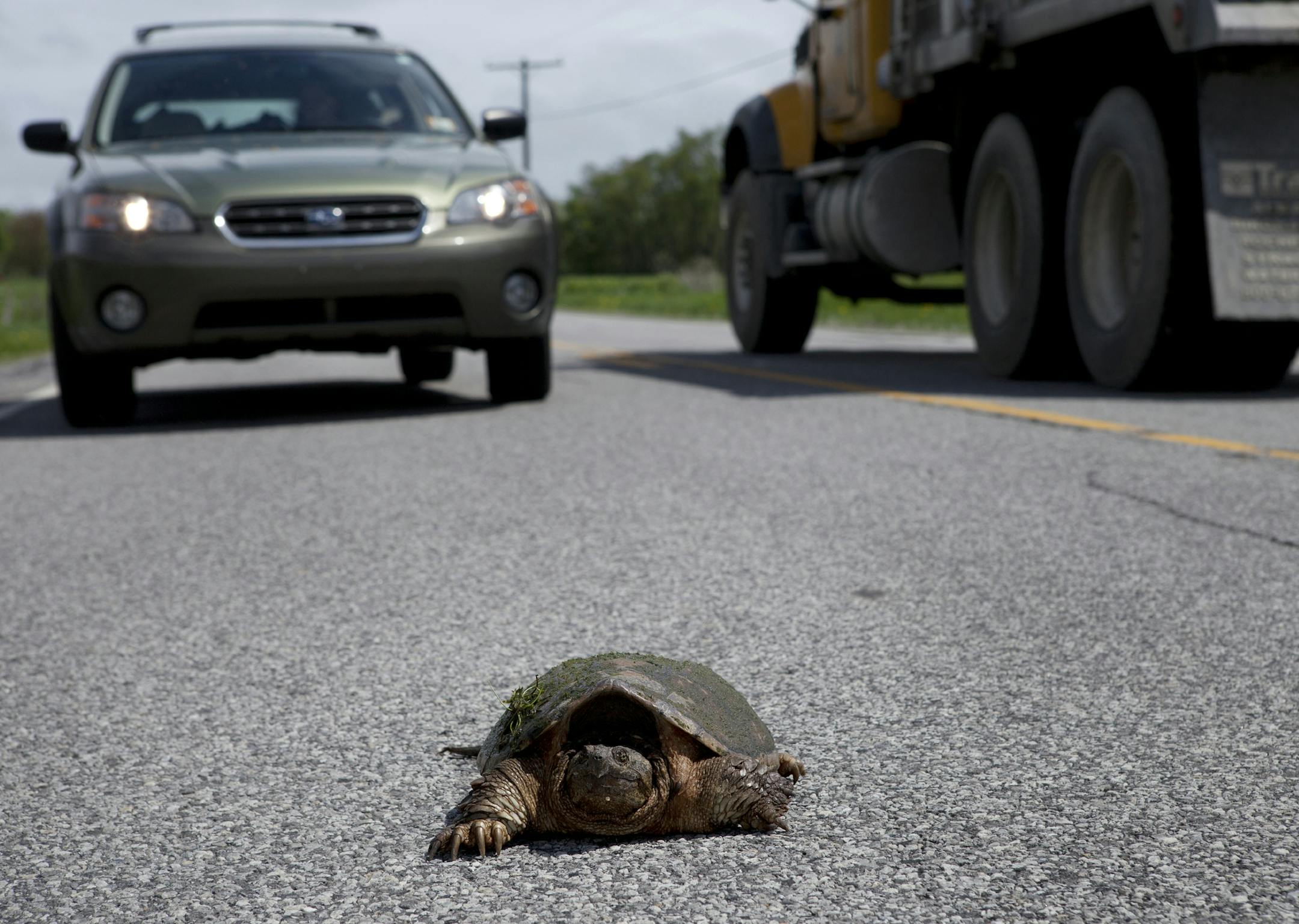 Photo: A turtle on the roadway.