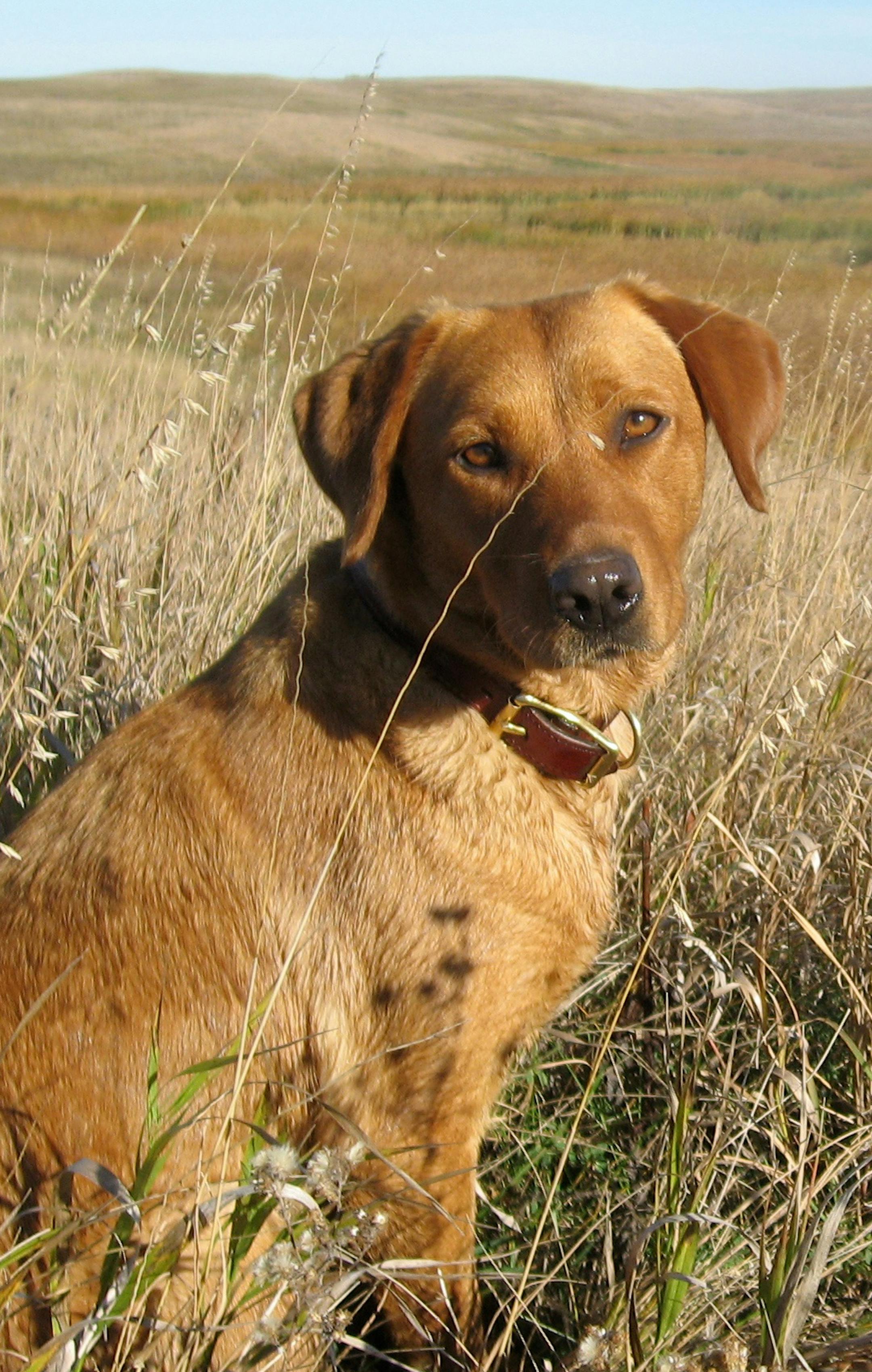 Poppy, a 5-year-old yellow Lab owned by Fritz Basgen of Minnetonka, during a North Dakota duck hunt.