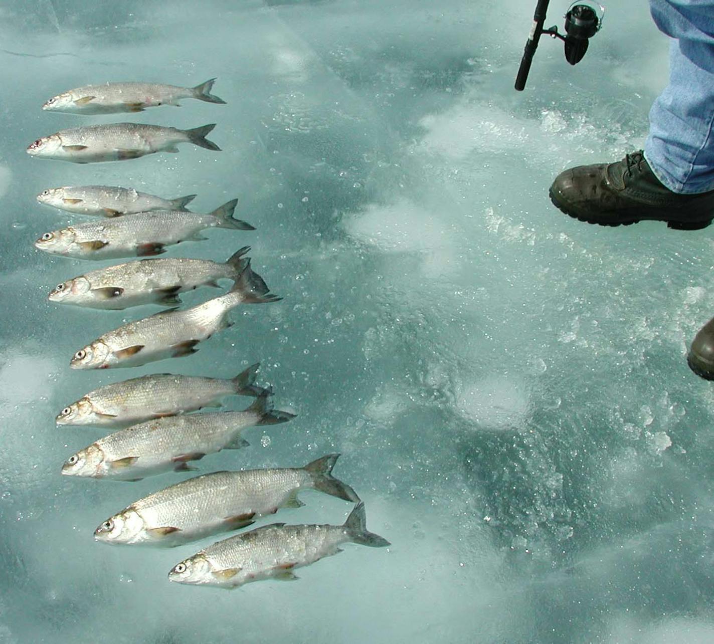 Photo by Peter Jacobson. tullibees on ice.